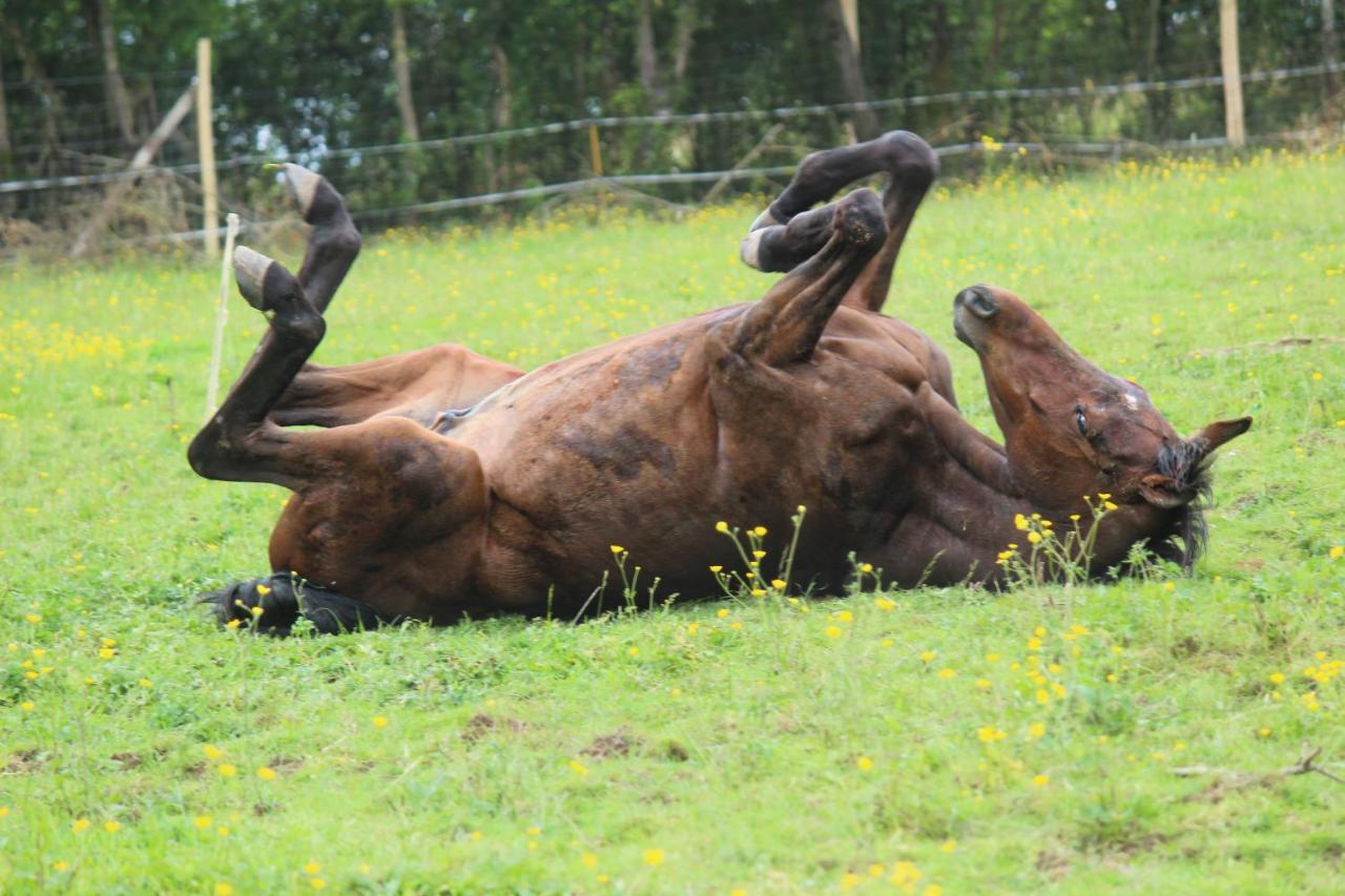 Domaine Des Fees Apartman La Gaubretiere Kültér fotó
